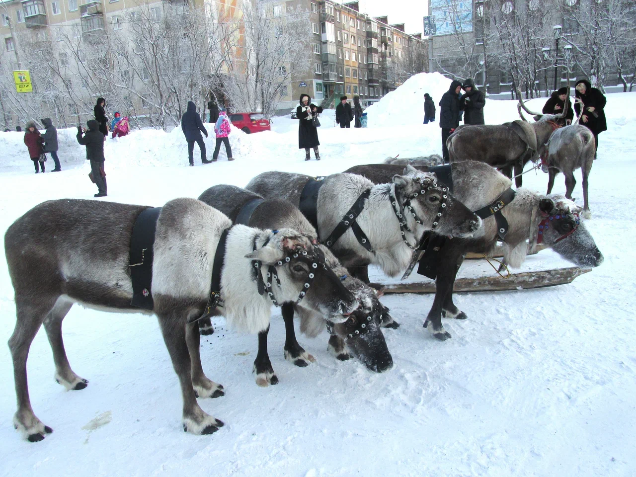 «Праздник Севера. Гонки на оленьих упряжках»