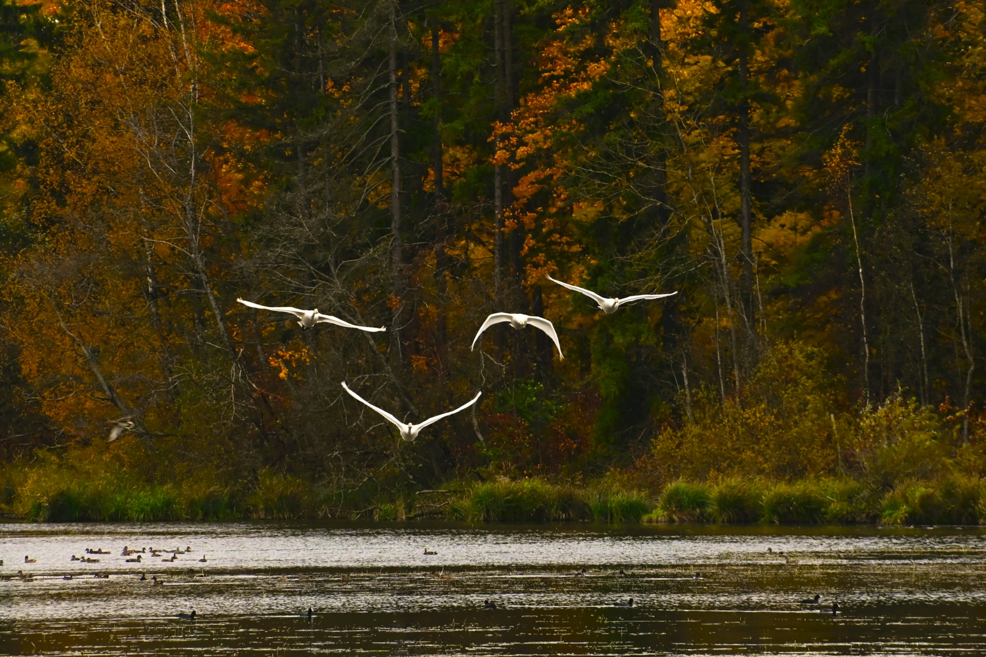 В Ленинградской области появятся четыре новых природных заказника