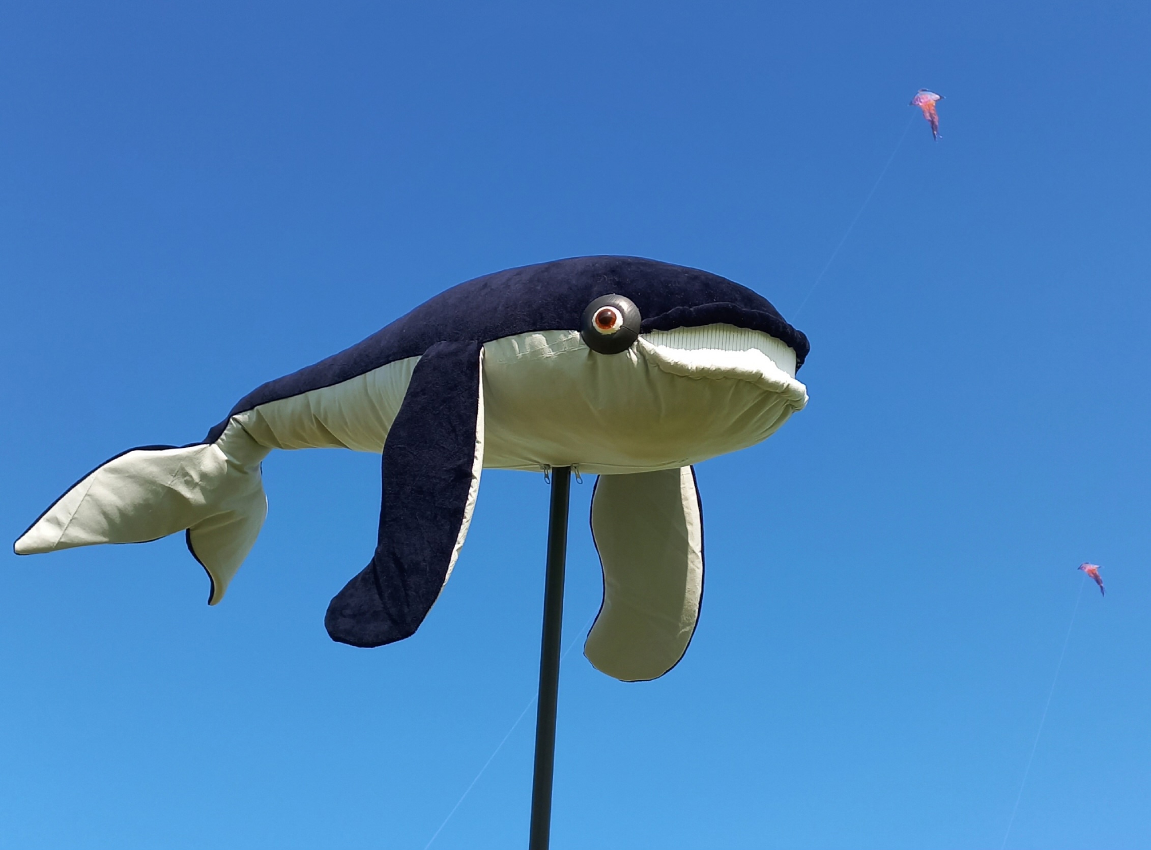 Фестиваль «Рыбы в небе»